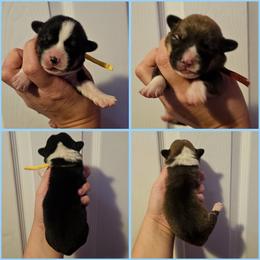 Labrador Retriever and Pembroke Welsh Corgi Puppies from Moonlight Kennels