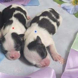 Black Boy (blue) - Black and white male Japanese Chin puppy in Tulsa, Oklahoma from Locust Creek Pugs & Japanese Chin's