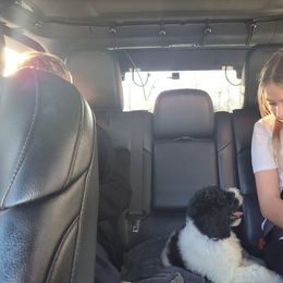 Goldendoodle and Poodle Puppies from Elizabeth Rocha's Doodles