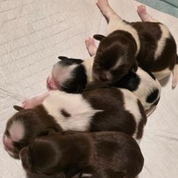 Eleanor - Chocolate female Shih Tzu puppy in Brighton, Missouri from Morningstar's Shih Tzu