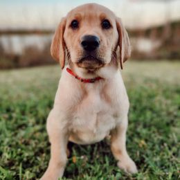 She-Ra - Pink Collar - Yellow female Labrador Retriever puppy in Cocoa, Florida from Harrison's Lakeside Labradors LLC