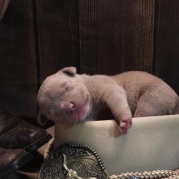 Strauss - Lilac tri-color female American Bully puppy in Orlinda, Tennessee from SimplyBullies
