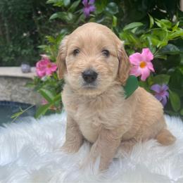 Goose - Cream male Goldendoodle puppy in The Woodlands, Texas from Gracie's Goldendoodles and Bernedoodles