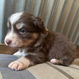 Girl 5 - Red tri-color female Australian Shepherd puppy in Bison, South Dakota from South Dakota Creekside Australian Shepherds