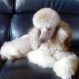 Poodles from Bluemist Kennel
