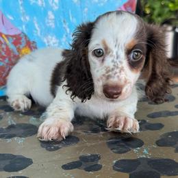 Marble - Piebald female Dachshund puppy in Hawley, Texas from Foxy’s Dachshunds & Toy Aussies