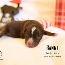 Banks RTM - Red tri male Miniature Australian Shepherd puppy in Nacogdoches, Texas from TK Standard, Mini, & Toy Aussies