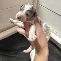 Jan - Parti female Goldendoodle puppy in Rome, Georgia from Victoria’s Designer Doodles