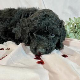 Cupid - Black Goldendoodle puppy in Oak Glen, California from Oak Glen Family Doodles