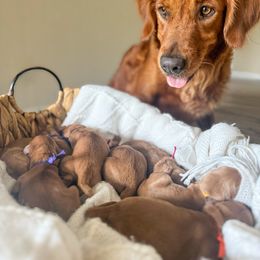 3rd Male Pick - Dark golden male Golden Retriever puppy in Summerville, South Carolina from Pawmetto Goldens