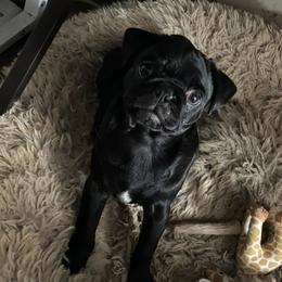 Jackson - Pug