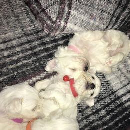 Maltese Puppies from Emotional Amor Support