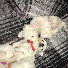 Maltese Puppies from Emotional Amor Support
