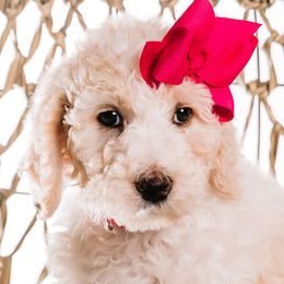 Hot Pink - "Kitty" - Bernedoodle puppy from Shabbey Sheek Bernedoodles