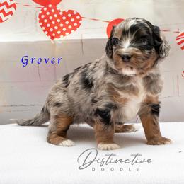 Grover - Blue merle male Aussiedoodle puppy in Kennesaw, Georgia from Distinctive Doodle