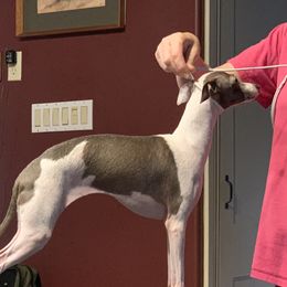 Carol - Italian Greyhound
