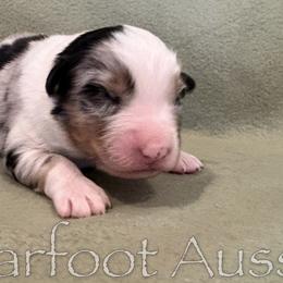 Boy 5 - male Australian Shepherd puppy in Lowell, Indiana from Bearfoot Aussies and Tollers