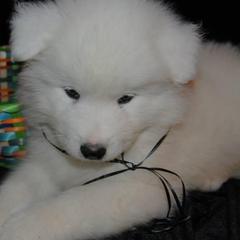 Samoyeds from Lakehill Samoyeds