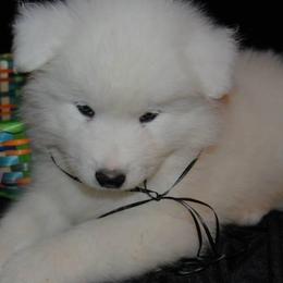 Samoyeds from Lakehill Samoyeds
