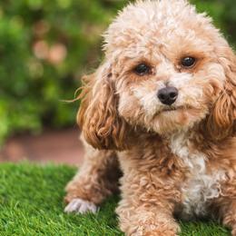 Poodles from Toy Poodles 305