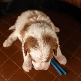 Bernedoodle, Cavapoo, Goldendoodle, and Poodle Puppies from Wasatch Pup
