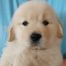 Golden Retriever puppies from Cashmere Golden Retrievers
