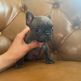 Betty Boop - Brindle female French Bulldog puppy in Sidney Center, New York from iFrenchi
