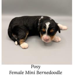 Posy - Tri-color female Bernedoodle puppy in Royse City, Texas from Platinum Bernedoodles of Texas