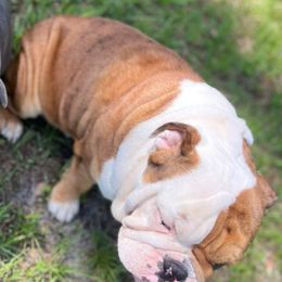 Bulldogs from English Bulldog Puppies
