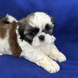 Shih Tzu Puppies from Seaside Shih Tzu
