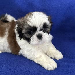 Shih Tzu Puppies from Seaside Shih Tzu