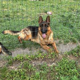 German Shepherd puppies from Linda Filipkowski