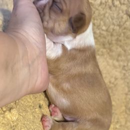 Scrappy - Red male Boston Terrier puppy in Wellington, Ohio from Twist of Faith Farms