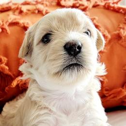 Assorted Doodle Crosses from Cottons Pups