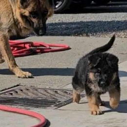 Yellow - Black and red female German Shepherd puppy in Puyallup, Washington from Majestic Royal German Shepherd’s