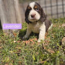 LAVENDER - Liver white and tan female English Springer Spaniel puppy in Jesup, Georgia from 31 Pines Kennels