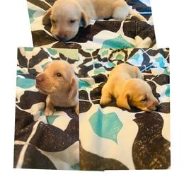 Quinn - Cream female Dachshund puppy in Caddo, Oklahoma from Caddo Hills Puppies