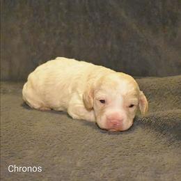 Chronos - Silver male Cockapoo puppy in Sunset, Louisiana from Cano Cockapoos