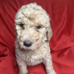 Light Green - Goldendoodle puppy from Mount Doodles