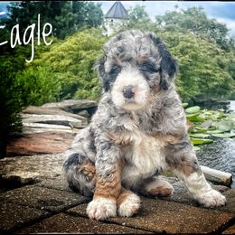 Assorted Doodle Crosses, Aussiedoodle, and Australian Shepherd Puppies from Faith, Feathers & FurBabies