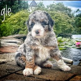Assorted Doodle Crosses, Aussiedoodle, and Australian Shepherd Puppies from Faith, Feathers & FurBabies