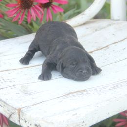 Abe - Black male Whoodle puppy in West Bend, Iowa from Blue Skies Terriers
