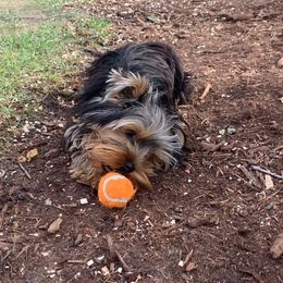 Yorkshire Terrier Puppies from Redwood Puppies