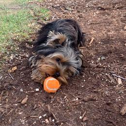 Yorkshire Terrier Puppies from Redwood Puppies
