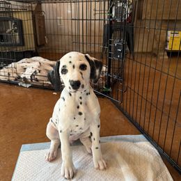 Dalmatian Puppies from Storm & Blue's Dalmatian Pups
