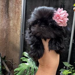 Jade - Black female Shih Tzu puppy in Apple Valley, California from Southern California Shih Tzu Palace