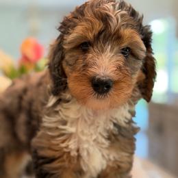 University - Tri-color female Bernedoodle puppy in Yuciapa, California from AlltheDoodlez_