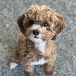 Willow - Goldendoodle