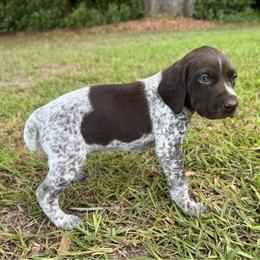 Oak - White and liver male German Shorthaired Pointer puppy in Georgia from CMC Farms