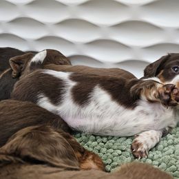 Dachshund Puppies from Collier Dachshunds